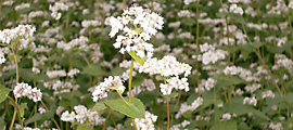 ひすい蕎麦の花