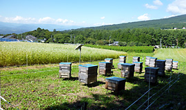 ミツバチによる受粉